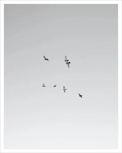 Birds flying in formation